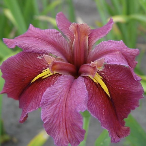 Iris - louisiana Rhett